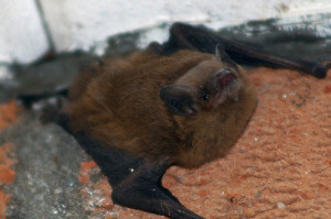 bat