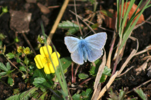 bluebutterfly