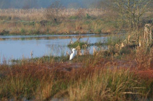 egret_thumb