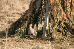 greypartridge