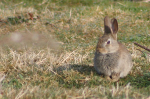 rabbit