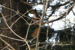 redsquirrel