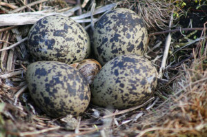 snailwithlapwingeggs