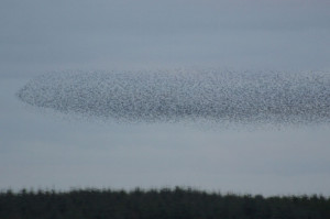 starlings