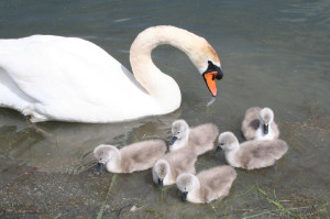 swanandcygnets