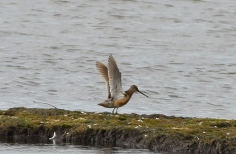 Photo of the Long-billed Dowitcher recorded at Lough Boora Discovery Park by Séamus Feeney on Irish Birding on 20 August 2014