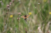 The rare Marsh Fritillary Butterfly was recorded for the first time on an irish bog for 20 years