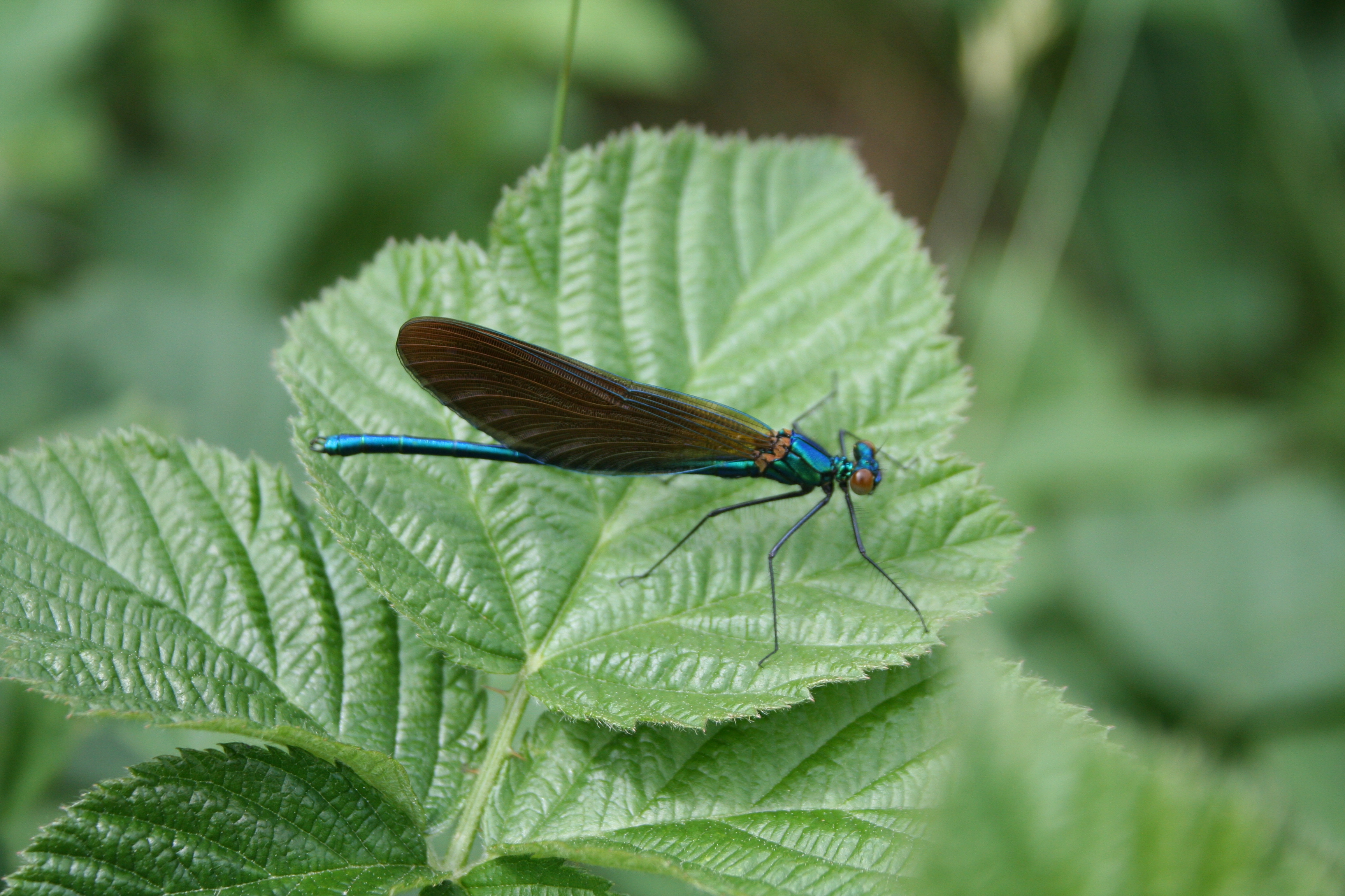 Damselfly in Lough Boora Discovery Park