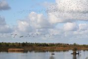 birdwatching_lough_boora