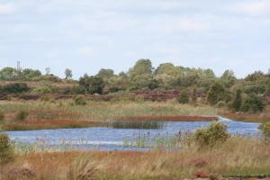 Drinagh-Wetland-6