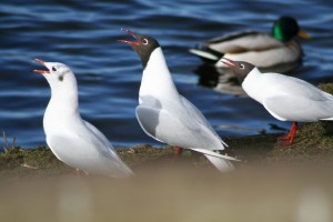 Blackheaded-gulls