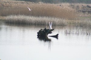 Blackheaded Gulls 800