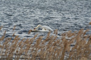 Friendly swans 800