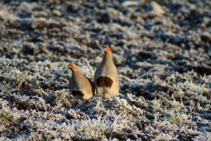 Grey-Partridge-pair-on-frosty-grass