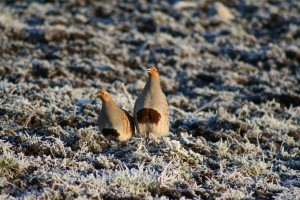 Grey-Partridge-pair-on-frosty-grass