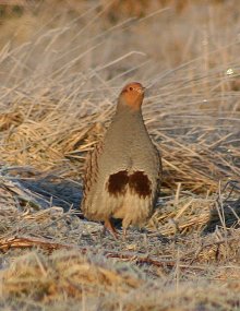 Grey-Partridge-thumbnail-2