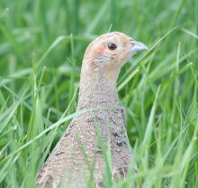 Grey-Partridge-thumbnail