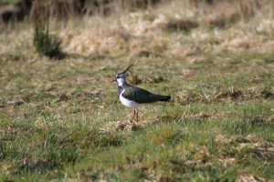 LAPWING