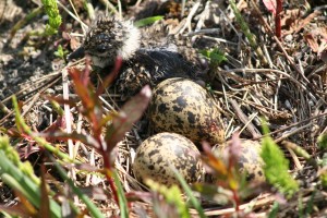 Lapwing-chicks-hatching-out