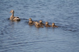 Mallard-family