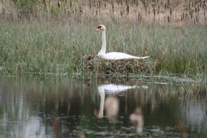 Mute-swan-on-nest