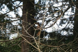 Red-Squirrel