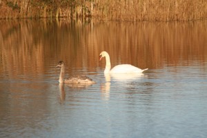 Swans-in-Wetland