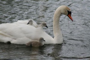 SwimmingWithMum