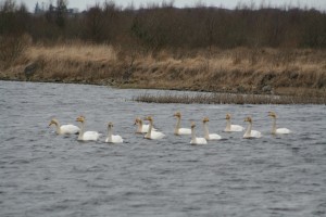 Whooper-swans