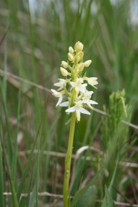 butterfly-orchid