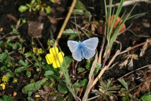 common-blue-butterfly