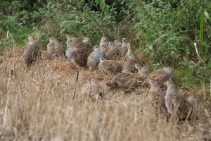 covey-of-grey-partridge