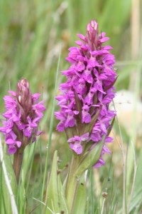 early-purple-orchid