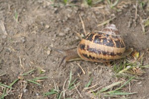 garden-snail