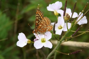 marsh-fritillary-butterfly