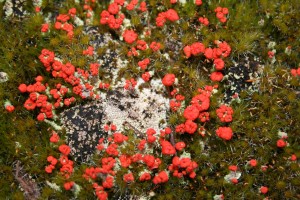 matchstick-lichen