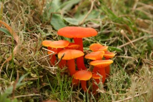 orange-peel-fungus