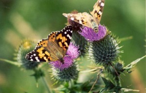 painted-lady-butterfly