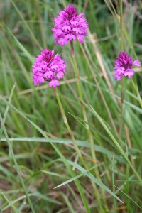 pyramidal-orchid