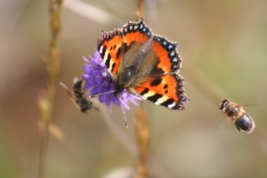 small-tortoiseshell-and-bees-on-Devils-bit-scabious