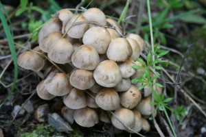 sulphur-tuft-mushrooms