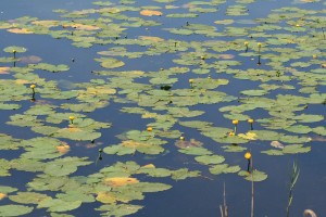 water-lilly