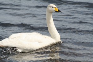 whooper-swan