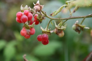 wild-rasberry