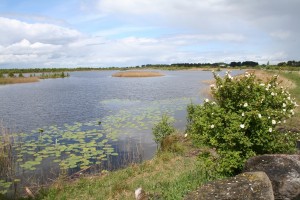 Spring-at-Lough-Boora