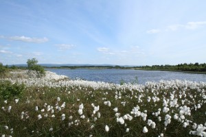 summer-day-at-Lough-Boora 