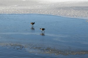 Ice skating