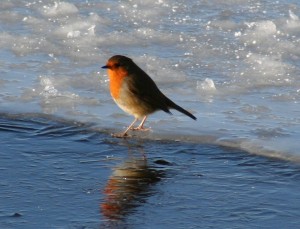 Robin on ice 