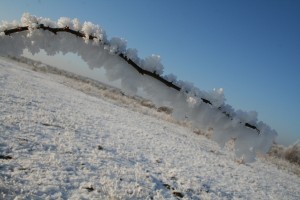 Snowy branch 