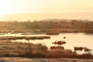 whoopers-on-ice-at-tumduff-wetlands 